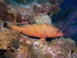 Image result for Epinephelus guttatus