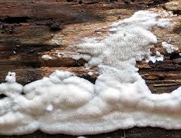 Attēlu rezultāti vaicājumam “Postia rennyi”