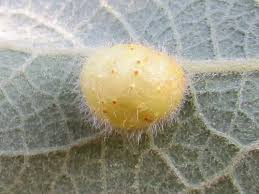 Attēlu rezultāti vaicājumam “Euura pedunculi”