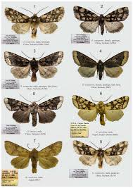Attēlu rezultāti vaicājumam “Orthosia sp.”