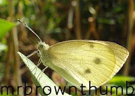 Attēlu rezultāti vaicājumam “Pieris rapae”