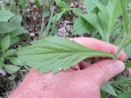 Attēlu rezultāti vaicājumam “Erigeron annuus leaf”