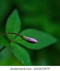 Attēlu rezultāti vaicājumam “Astragalus glycyphyllos flower”