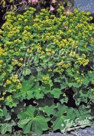 Attēlu rezultāti vaicājumam “Perizoma alchemilla”