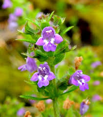 Attēlu rezultāti vaicājumam “Acinos arvensis leaf”
