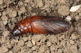Attēlu rezultāti vaicājumam “Hemaris fuciformis”