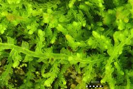 Attēlu rezultāti vaicājumam “Lepidozia reptans”