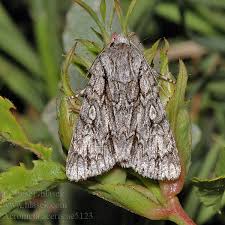 Attēlu rezultāti vaicājumam “Acronicta aceris larva”