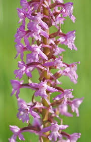 Attēlu rezultāti vaicājumam “Gymnadenia conopsea”