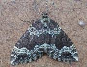 Attēlu rezultāti vaicājumam “Lampropteryx suffumata”