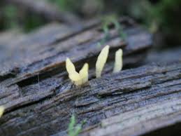 Attēlu rezultāti vaicājumam “Calocera glossoides”