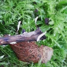 Attēlu rezultāti vaicājumam “Typhula erythropus”