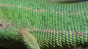 Image result for reptile scales