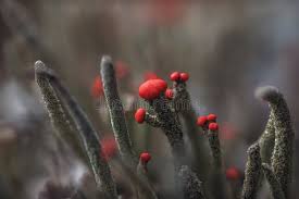 Attēlu rezultāti vaicājumam “Cladonia floerkeana”