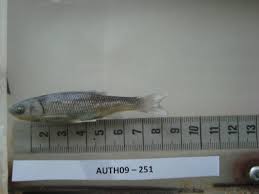 Image result for Squalius vardarensis