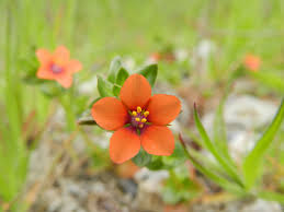 Attēlu rezultāti vaicājumam “Anagallis arvensis”