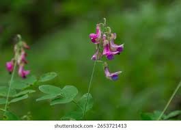 Attēlu rezultāti vaicājumam “Lathyrus niger”