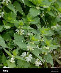 Attēlu rezultāti vaicājumam “Lamium album leaf”