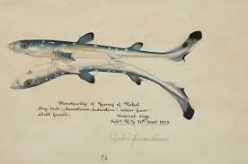 Image result for Squalus acanthias