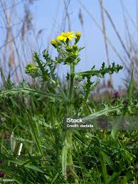 Attēlu rezultāti vaicājumam “Senecio vulgaris”