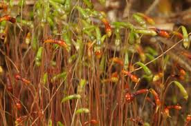 Attēlu rezultāti vaicājumam “Leptobryum pyriforme sporophyte”