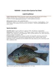 Image result for Lepomis gibbosus