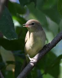 Attēlu rezultāti vaicājumam “Sylvia borin adult”