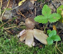 Attēlu rezultāti vaicājumam “Geastrum rufescens”