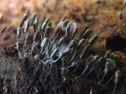 Attēlu rezultāti vaicājumam “Stemonitopsis typhina macro”