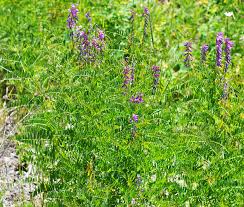 Attēlu rezultāti vaicājumam “Vicia cracca leaf”