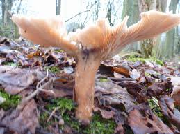 Attēlu rezultāti vaicājumam “Clavulinopsis cinerioides”