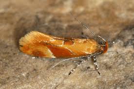 Attēlu rezultāti vaicājumam “Epicallima formosella”