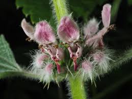 Image result for Leonurus cardiaca