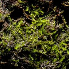 Attēlu rezultāti vaicājumam “Platydictya jungermannioides”