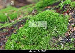 Attēlu rezultāti vaicājumam “Dicranum montanum sporophyte”
