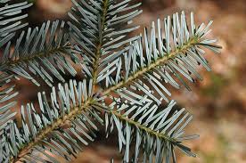 Attēlu rezultāti vaicājumam “Abies veitchii”