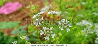 Attēlu rezultāti vaicājumam “Sium latifolium fruit”