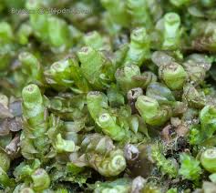 Attēlu rezultāti vaicājumam “Lophocolea minor macro”