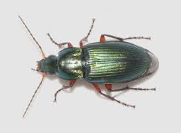 Attēlu rezultāti vaicājumam “Poecilus cupreus”