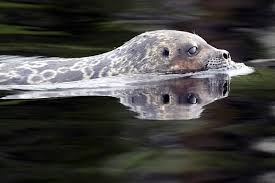 Image result for Pusa hispida