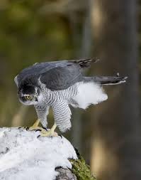 Attēlu rezultāti vaicājumam “Accipiter gentilis”