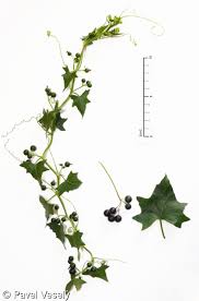 Attēlu rezultāti vaicājumam “Bryonia alba leaf”