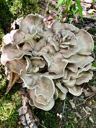 Attēlu rezultāti vaicājumam “Grifola frondosa”