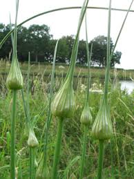 Attēlu rezultāti vaicājumam “Allium oleraceum bud”