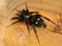 Attēlu rezultāti vaicājumam “Gnaphosidae”