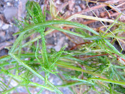 Attēlu rezultāti vaicājumam “Chara hispida”