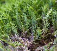 Attēlu rezultāti vaicājumam “Didymodon rigidulus”