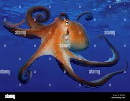 Image result for Octopus vulgaris
