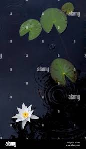 Attēlu rezultāti vaicājumam “Nymphaea candida leaf”