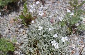 Attēlu rezultāti vaicājumam “Cerastium tomentosum leaf”